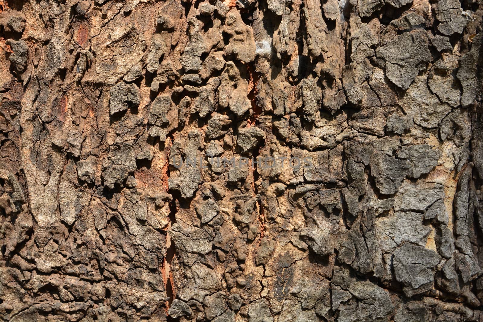 the tree side view of old wood texture in forest. Can be used as background