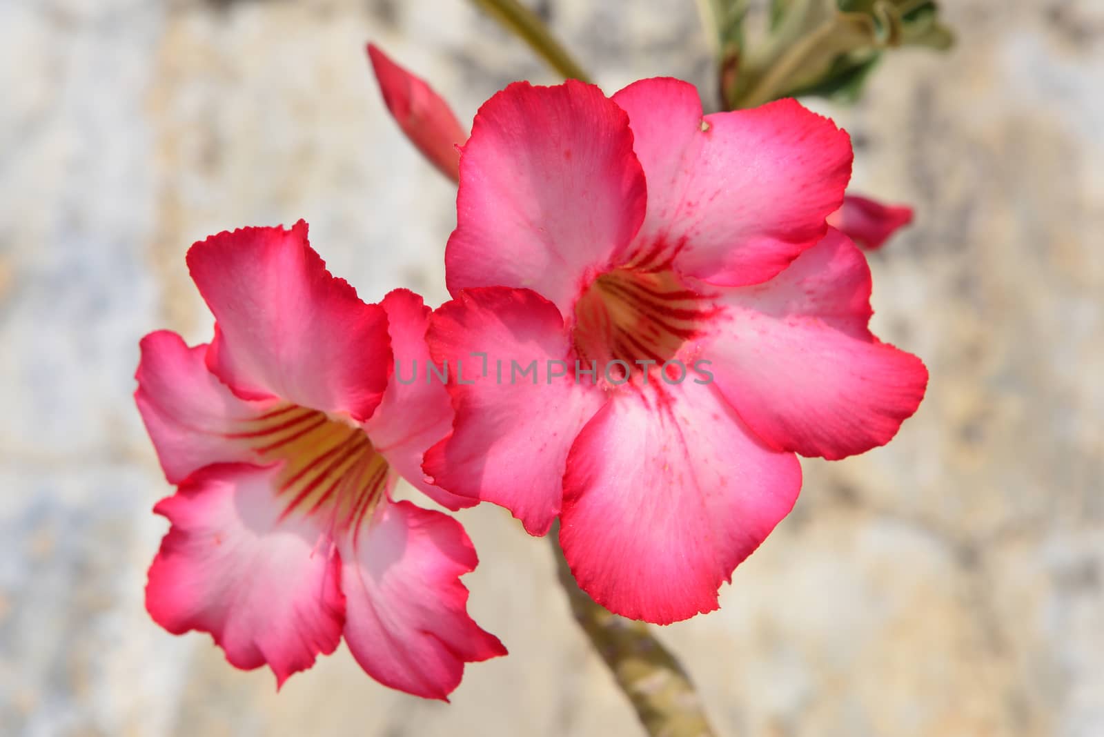 Red Desert Flower, adenium obesum