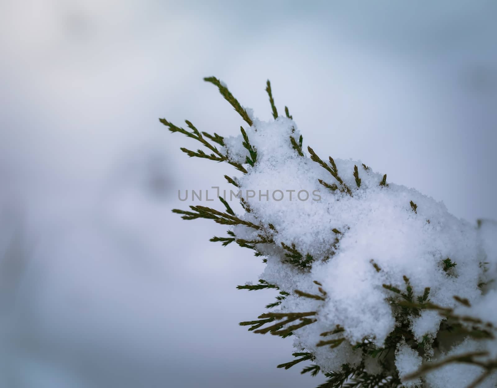 Dry plant covered with snow on a frosty winter day in the outdoor.