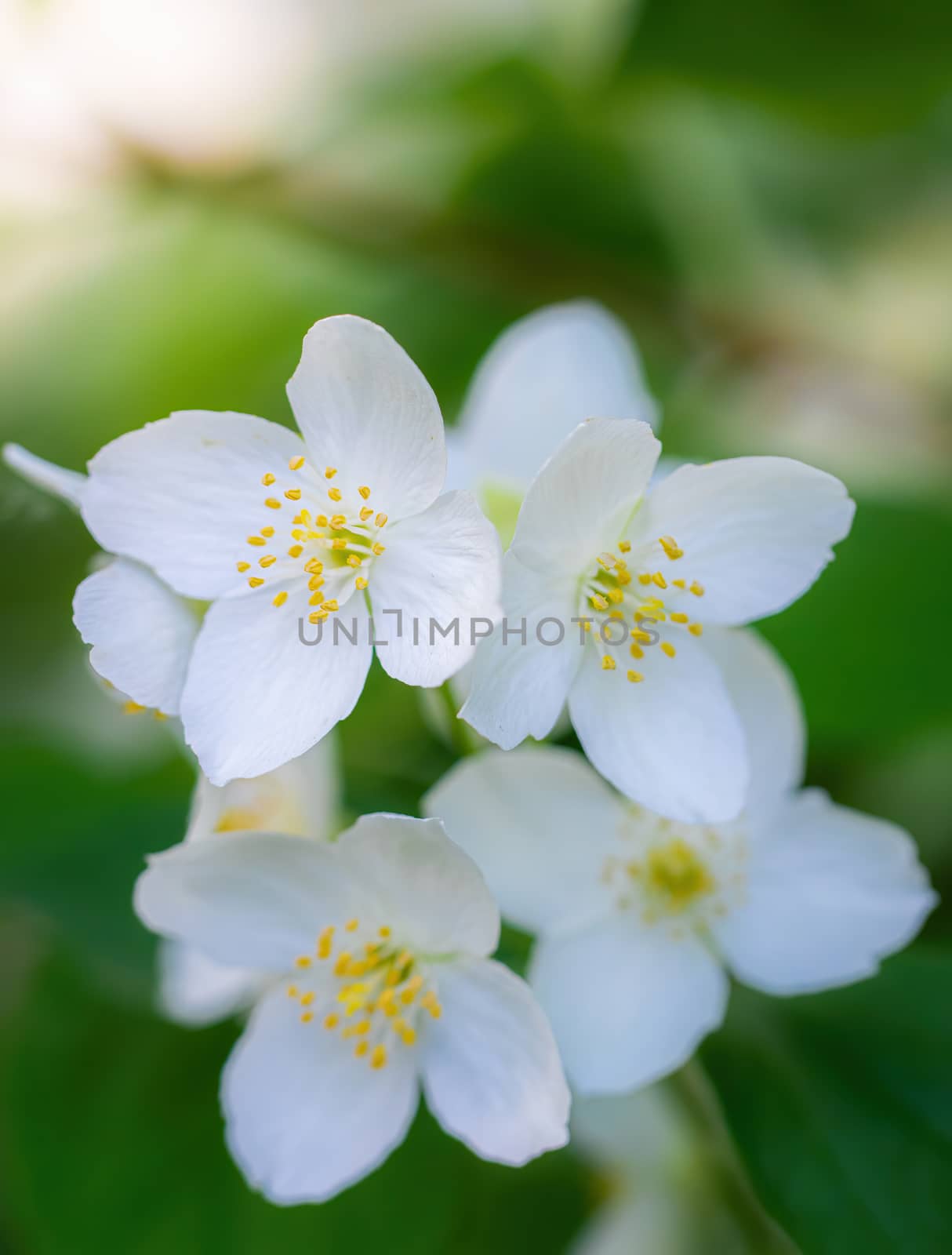 Twig with white jasmine flower close-up in spring on a blur background.