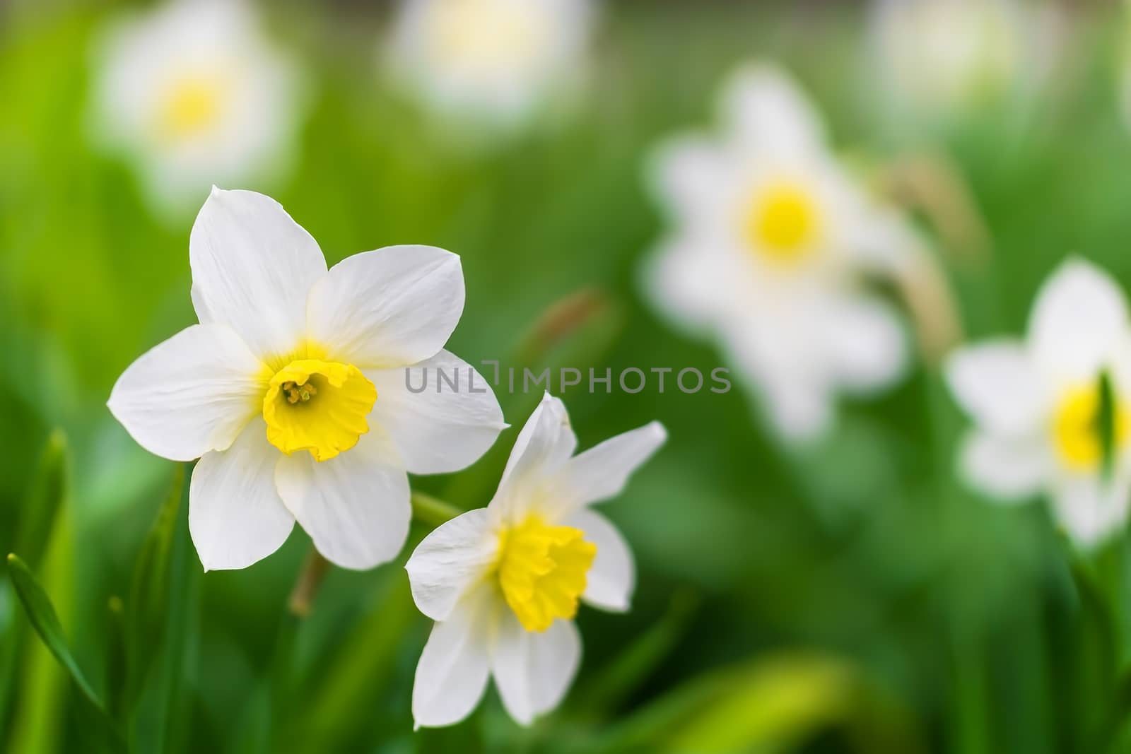 Spring flower narcissus close-up in the garden