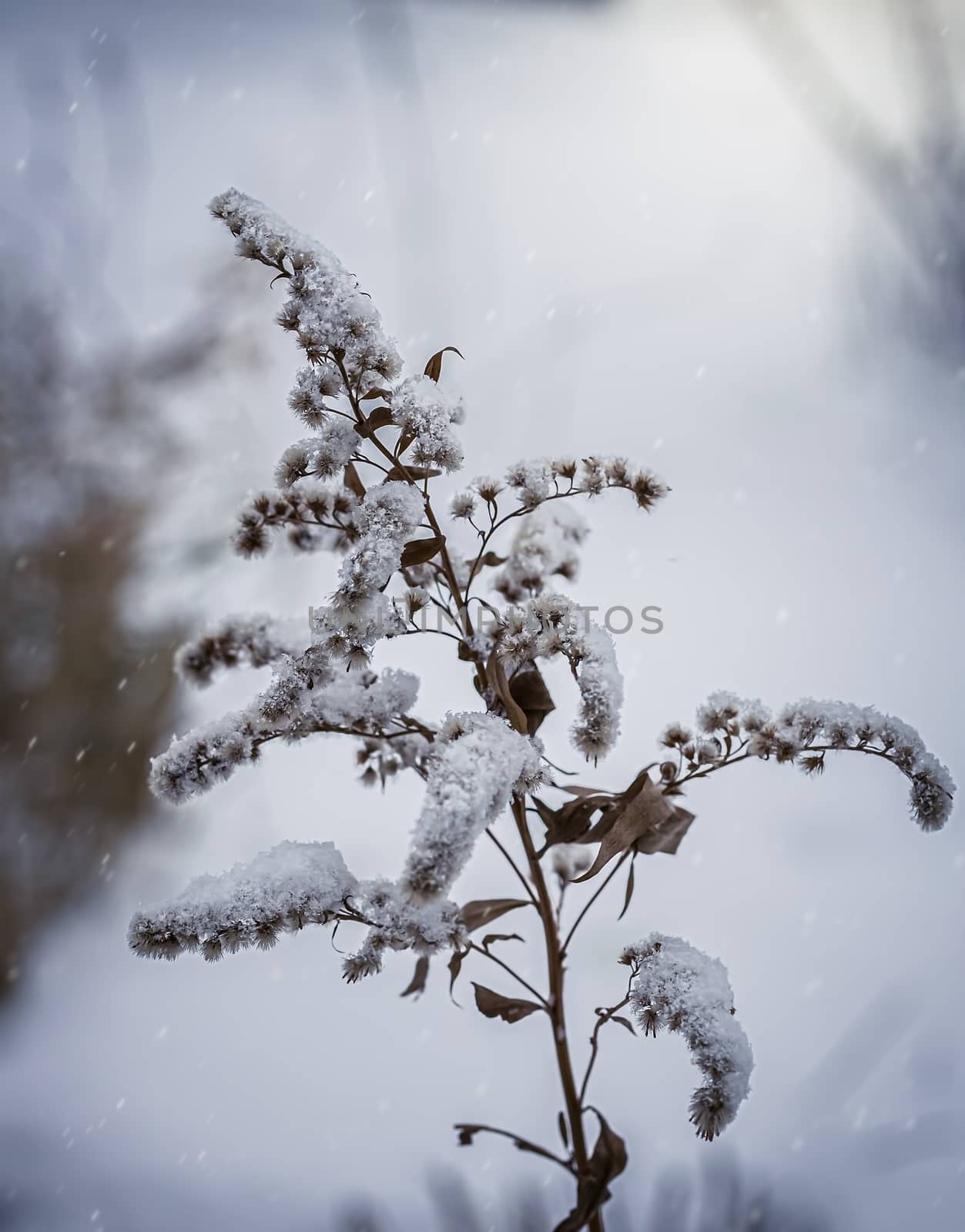 Dry plant covered with snow on a frosty winter day in the outdoor.