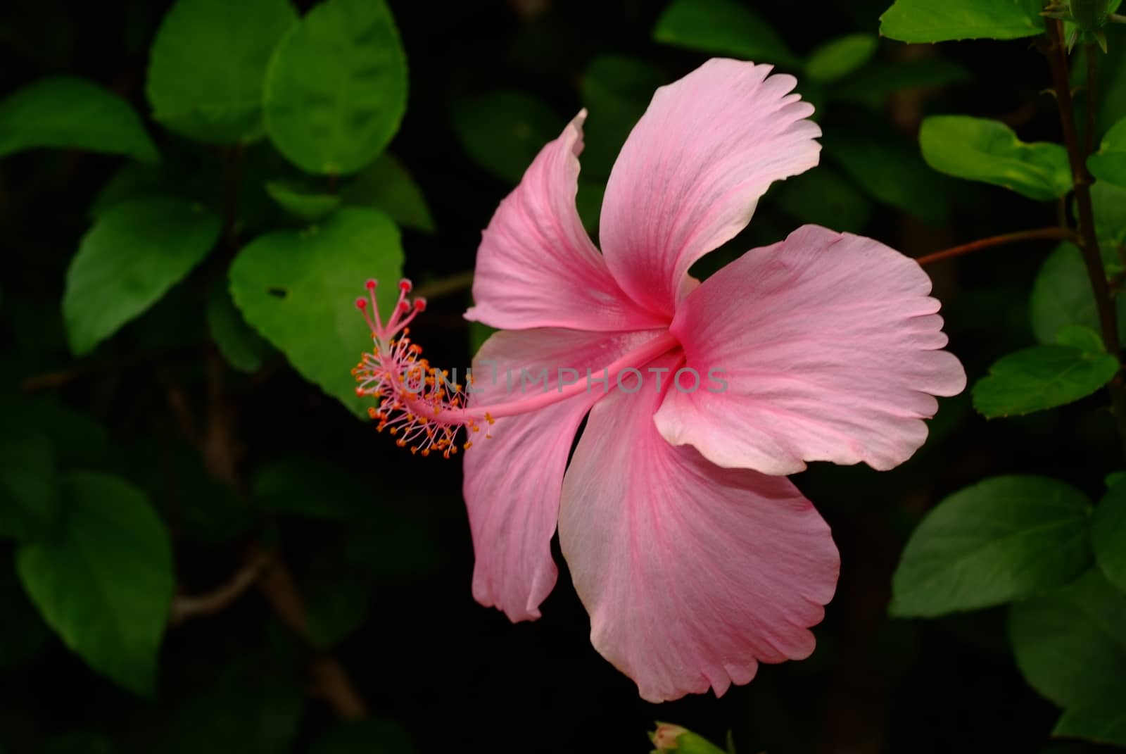 Hibiscus Flower  by ideation90