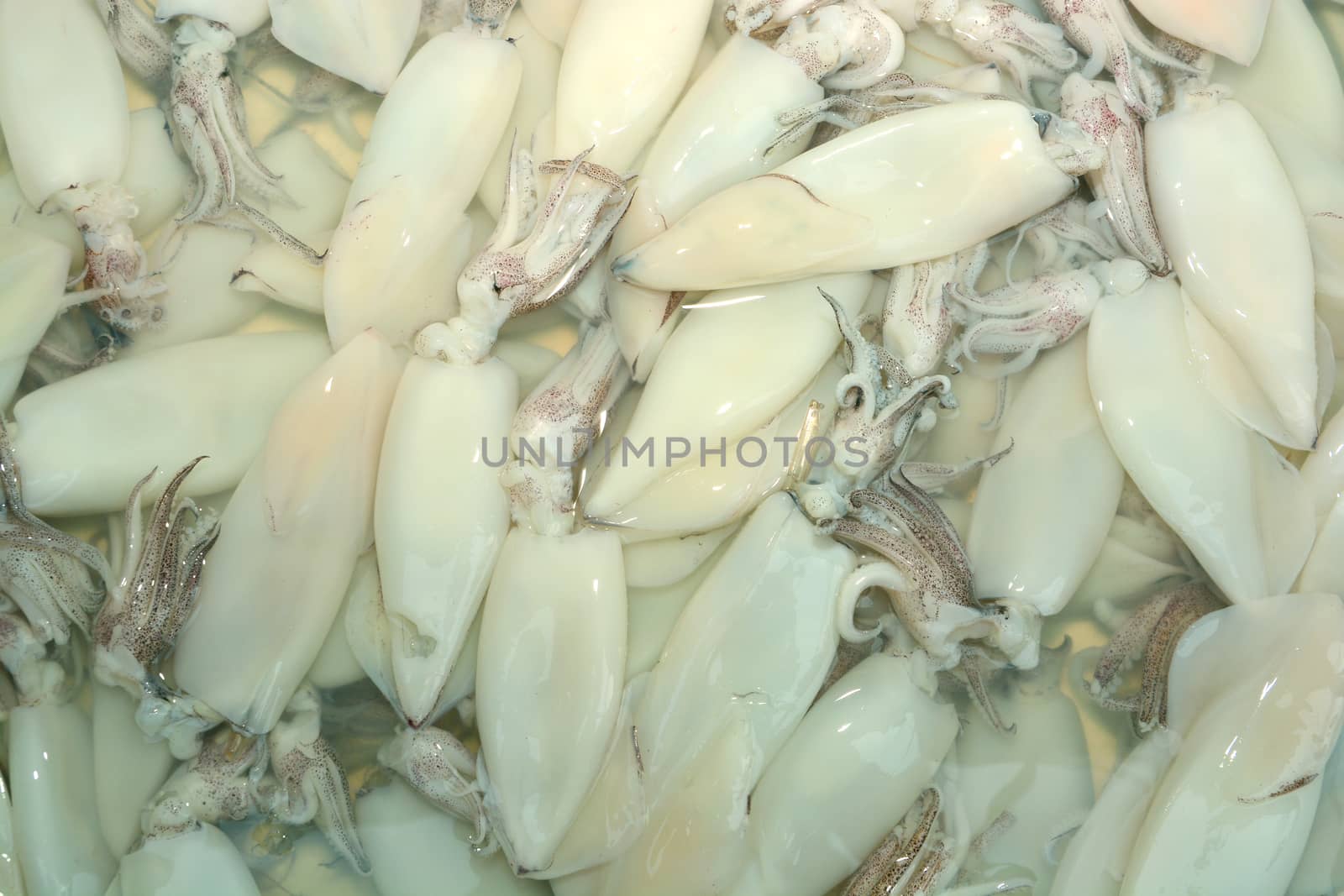 Fresh Squid pile up on ice at market ,Thailand,Top view