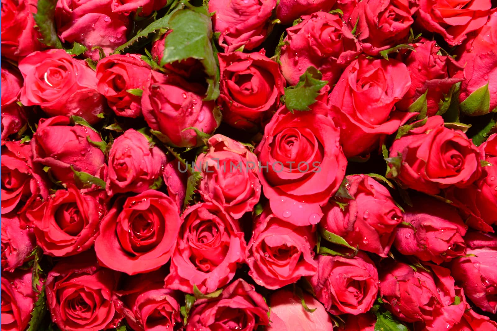 Plenty red natural roses seamless background