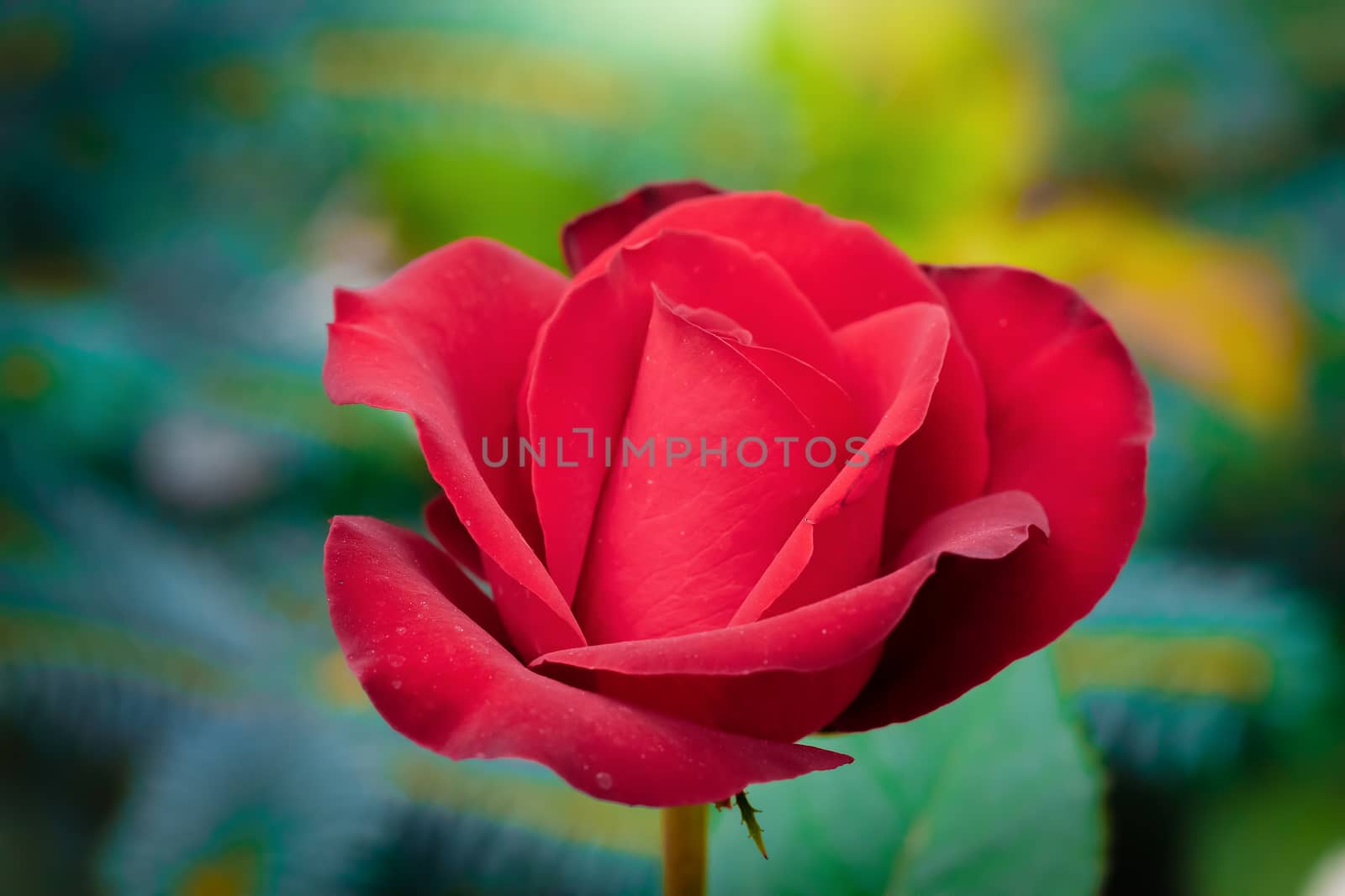Rose flower close up on a green blurred background.