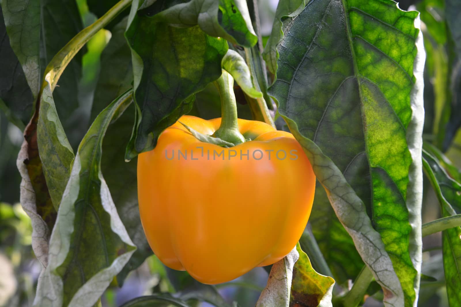  "sweet peppers". Peppers are native to Mexico