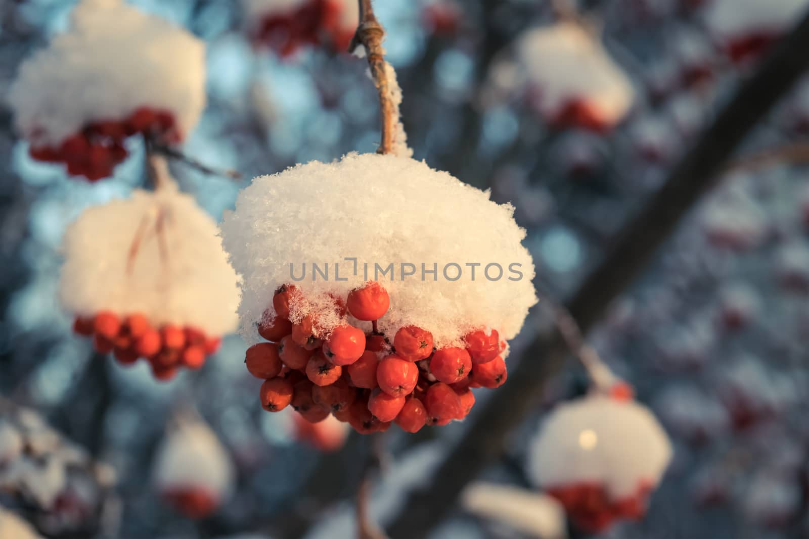 Snow-covered branches of red mountain ash on a cold winter day.