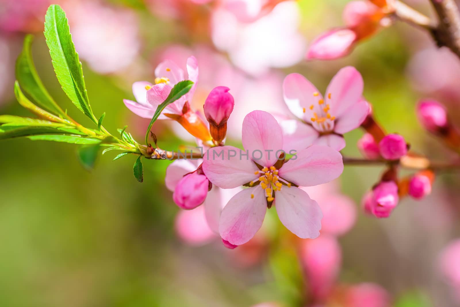 Spring flowering pink almond closeup on a sunny day.