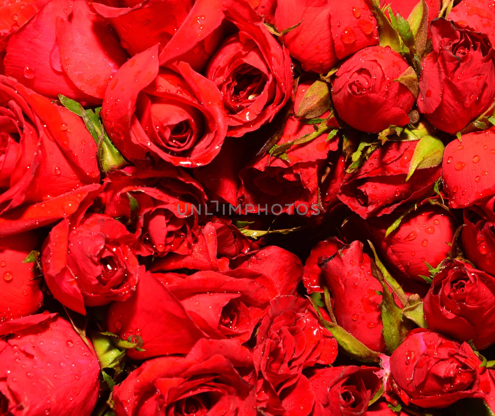 Plenty red natural roses seamless background