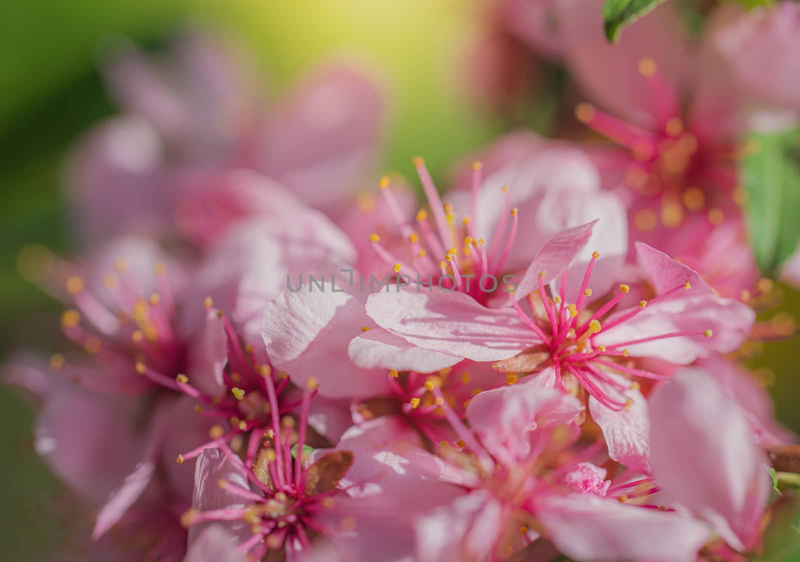 Spring flower pink almond closeup in the garden.