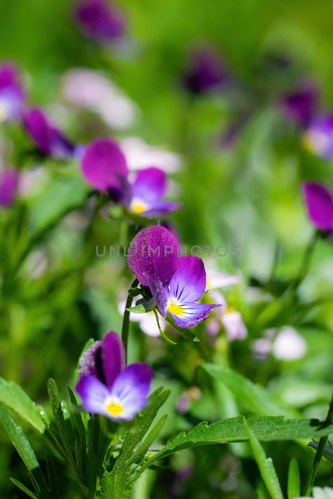 Bright flowers of violets in the garden against the backdrop of greenery. 