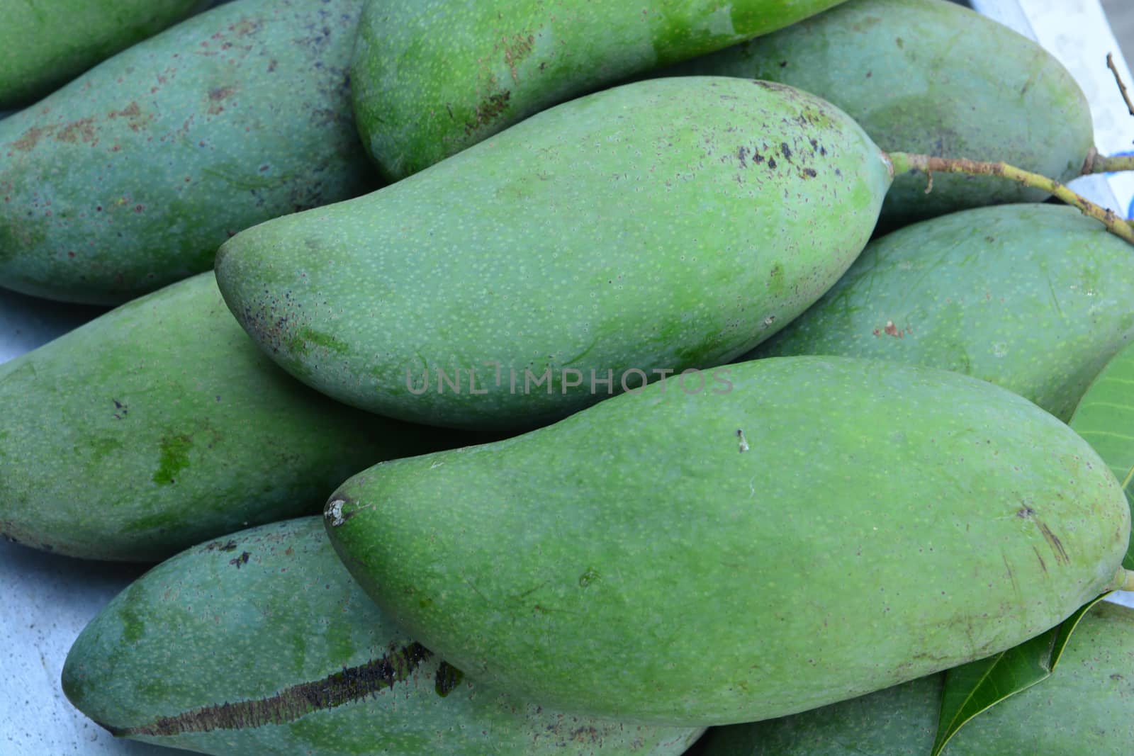 Green mangoes fruit