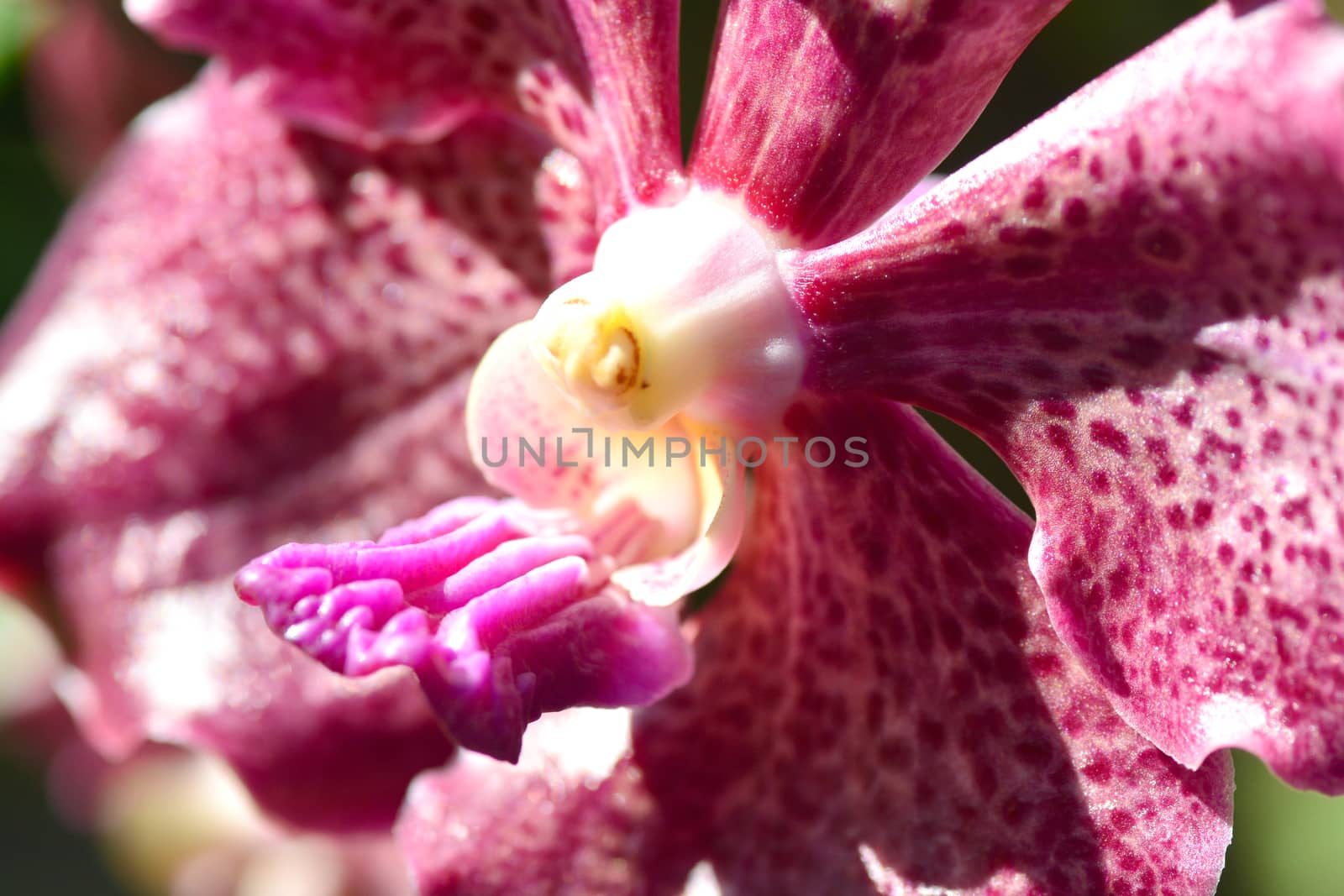 closeup pink vanda orchid flower