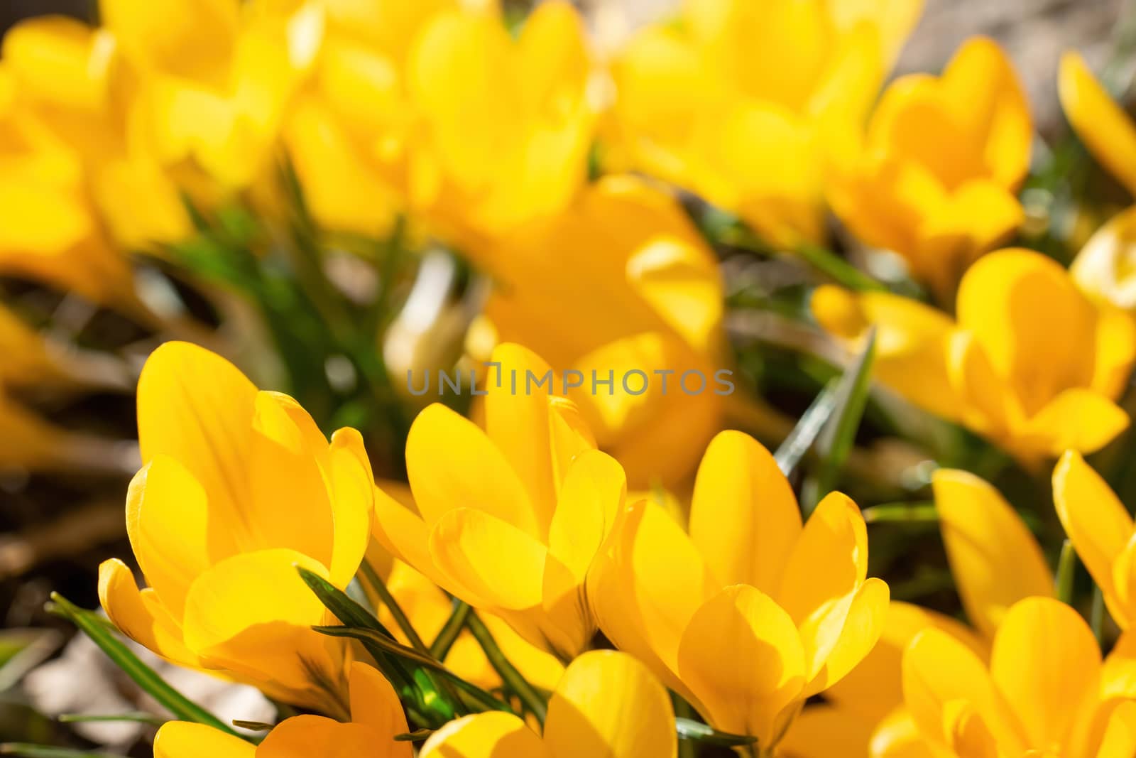 Fresh flowers of yellow crocus in spring in the garden.