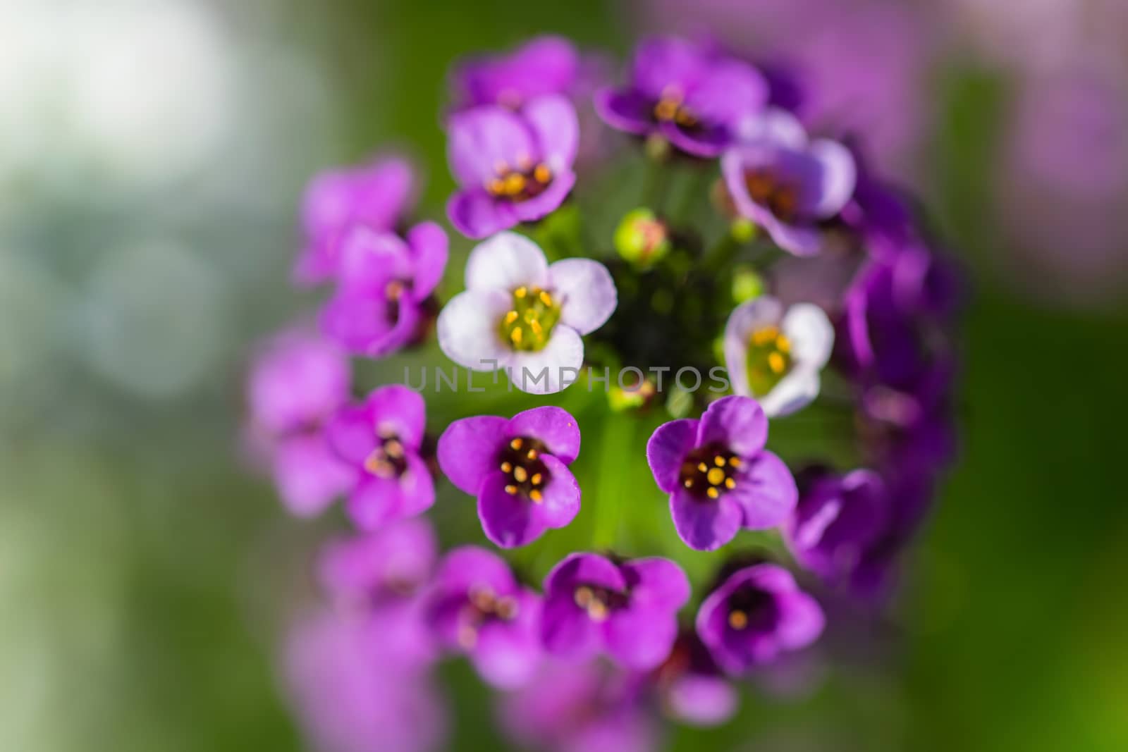Carpet of small white fragrant flowers alyssum