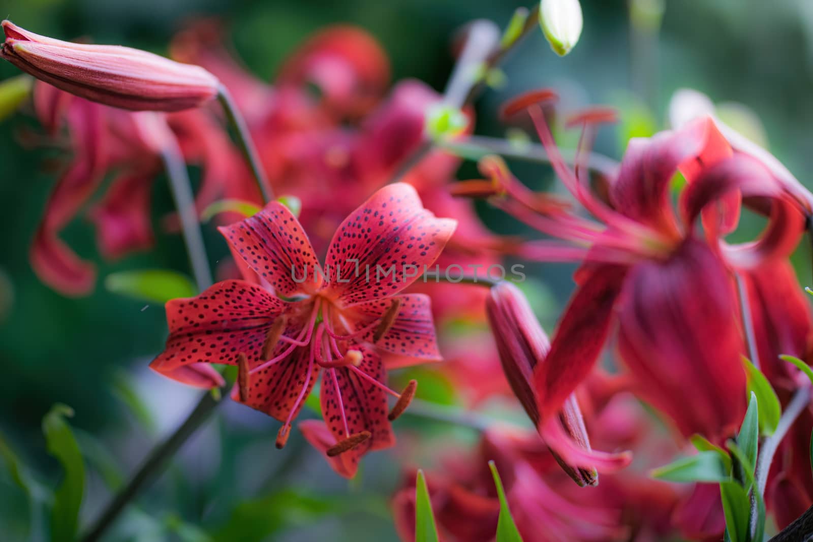 Wet flower of red lily after the rain.