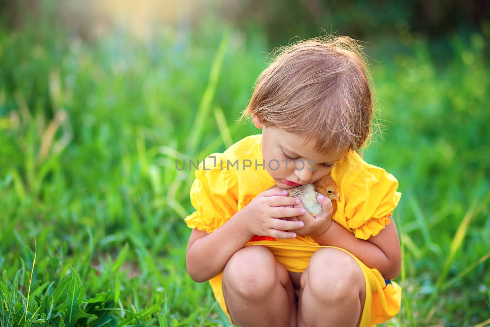 Little girl in a yellow dress sits in the grass and gently hugs a little chicken by borisenkoket