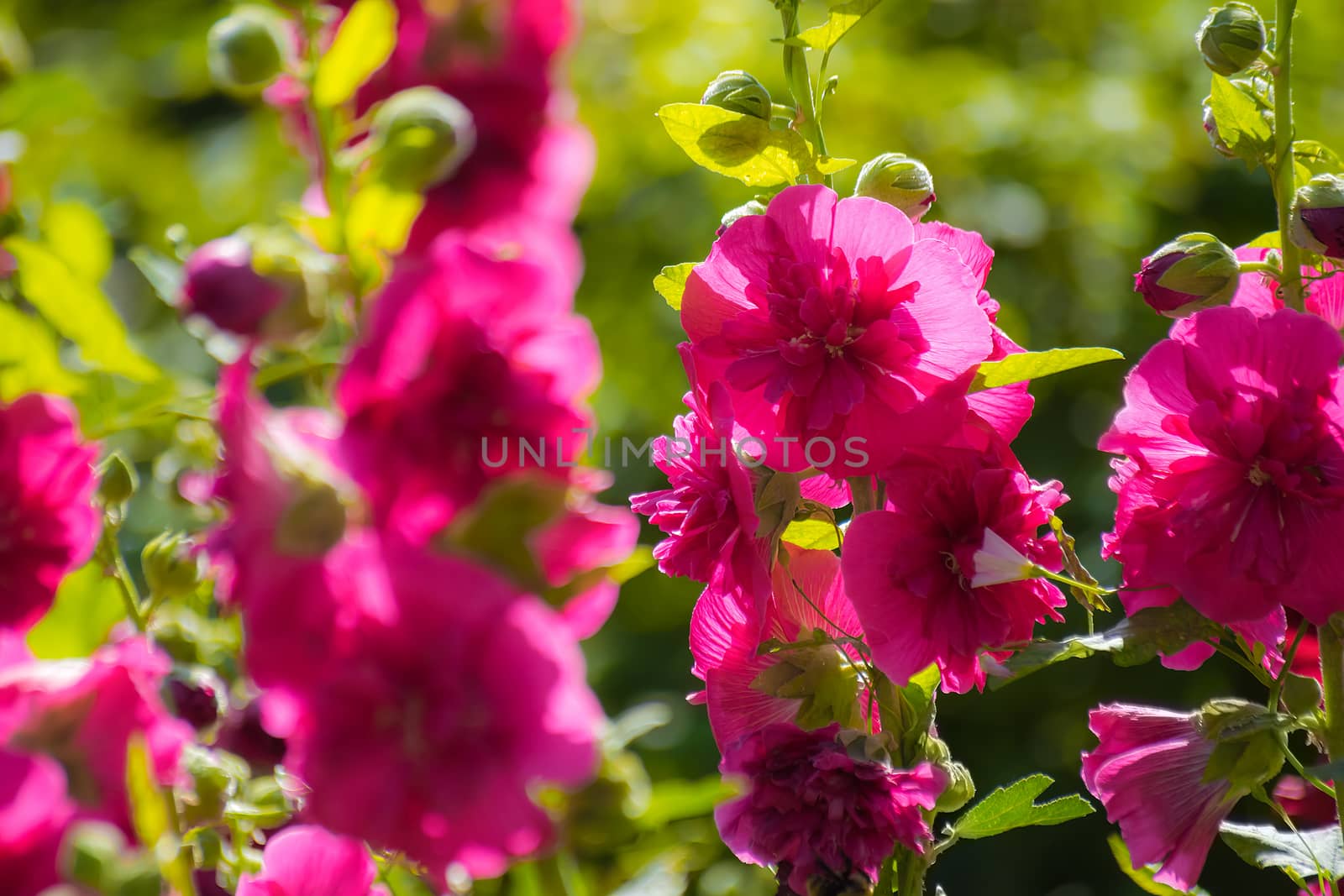 Bright crimson malva flowers with green leaves close up on a blur background.