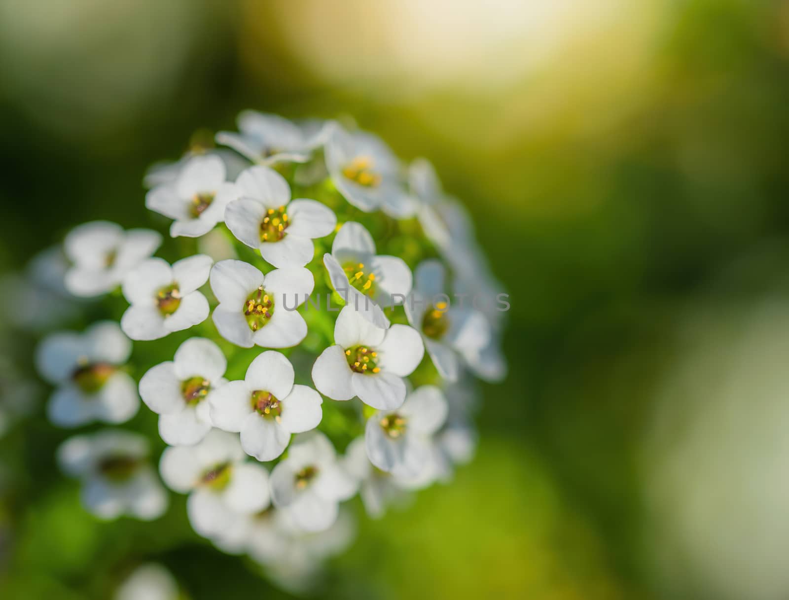 Carpet of small white fragrant flowers alyssum