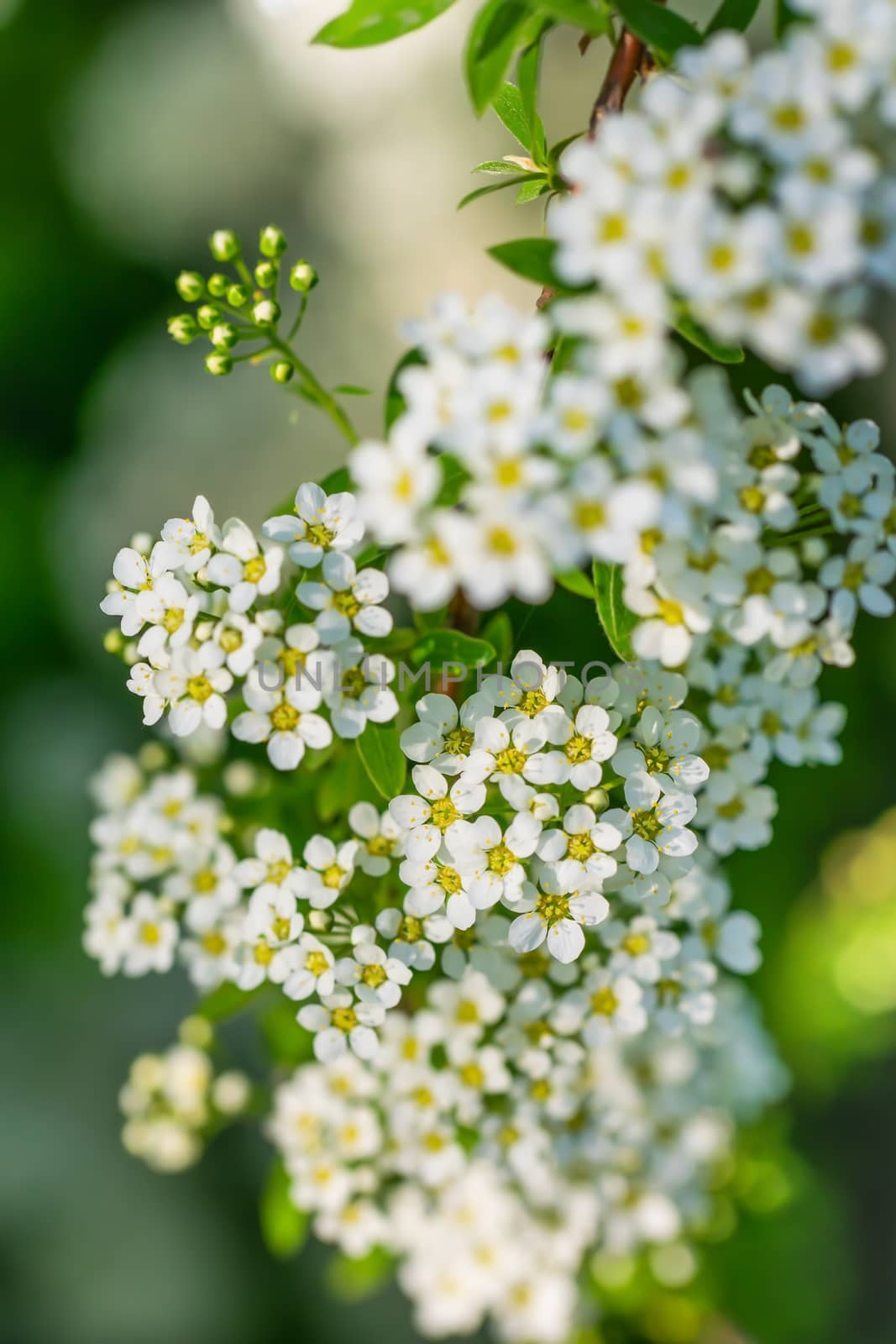 Blooming spirea on a spring day close-up outdoors.