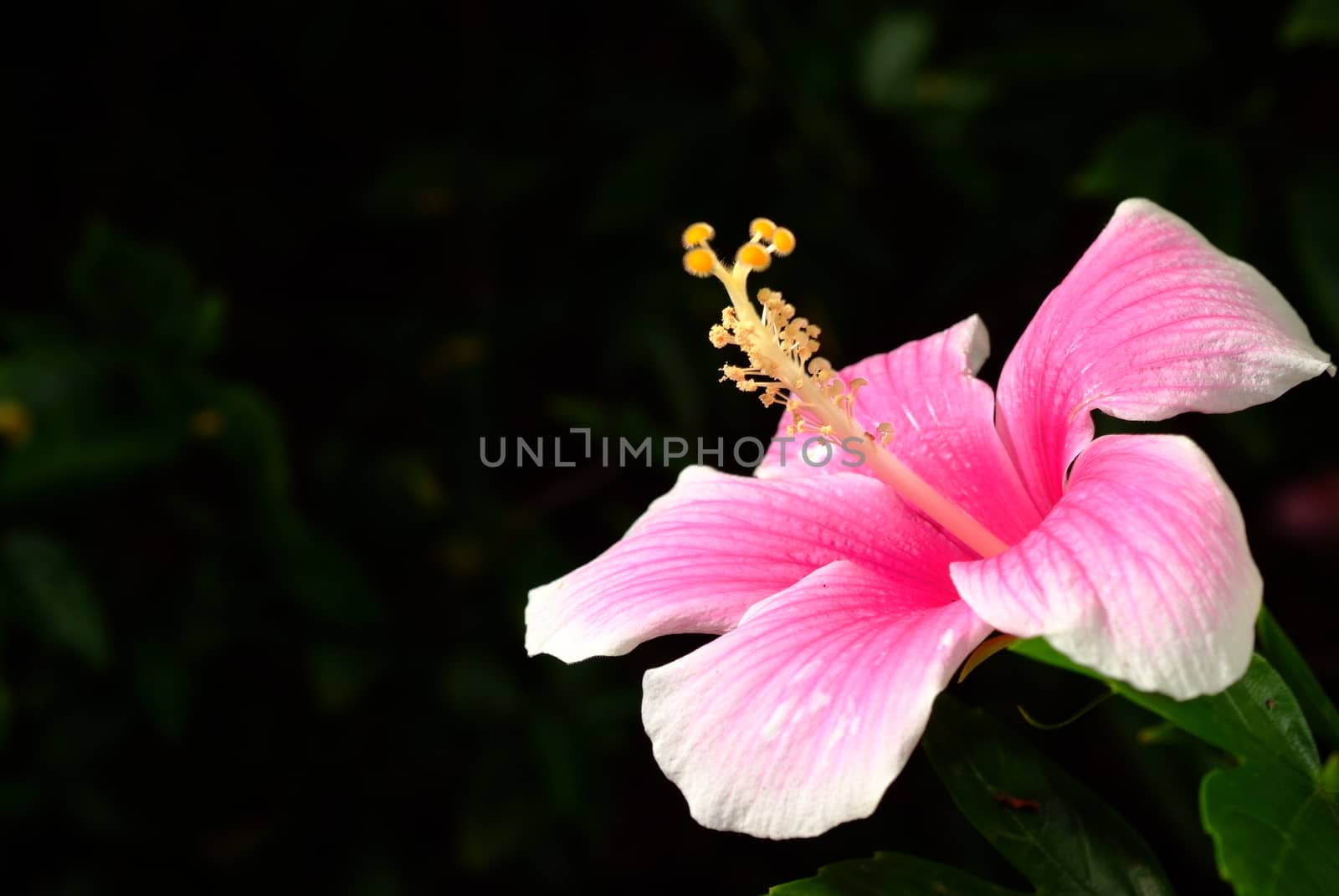 Hibiscus Flower  by ideation90