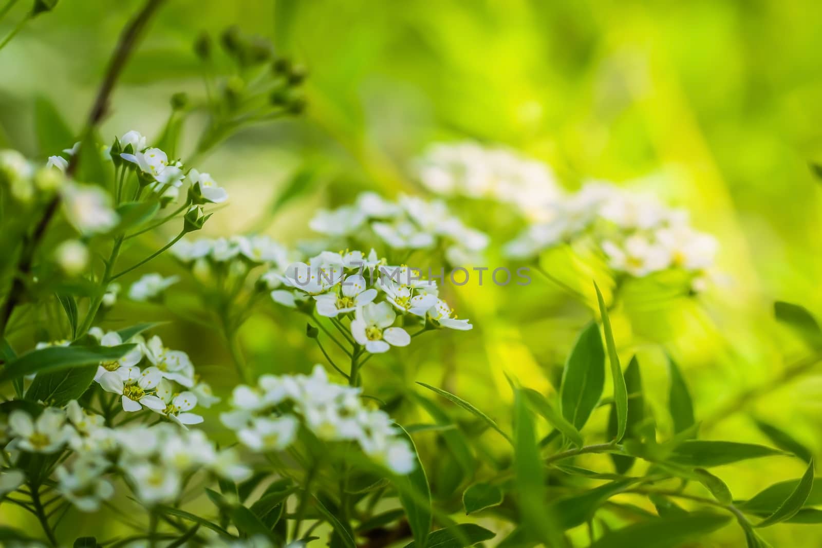Blooming spirea on a spring day close-up outdoors.