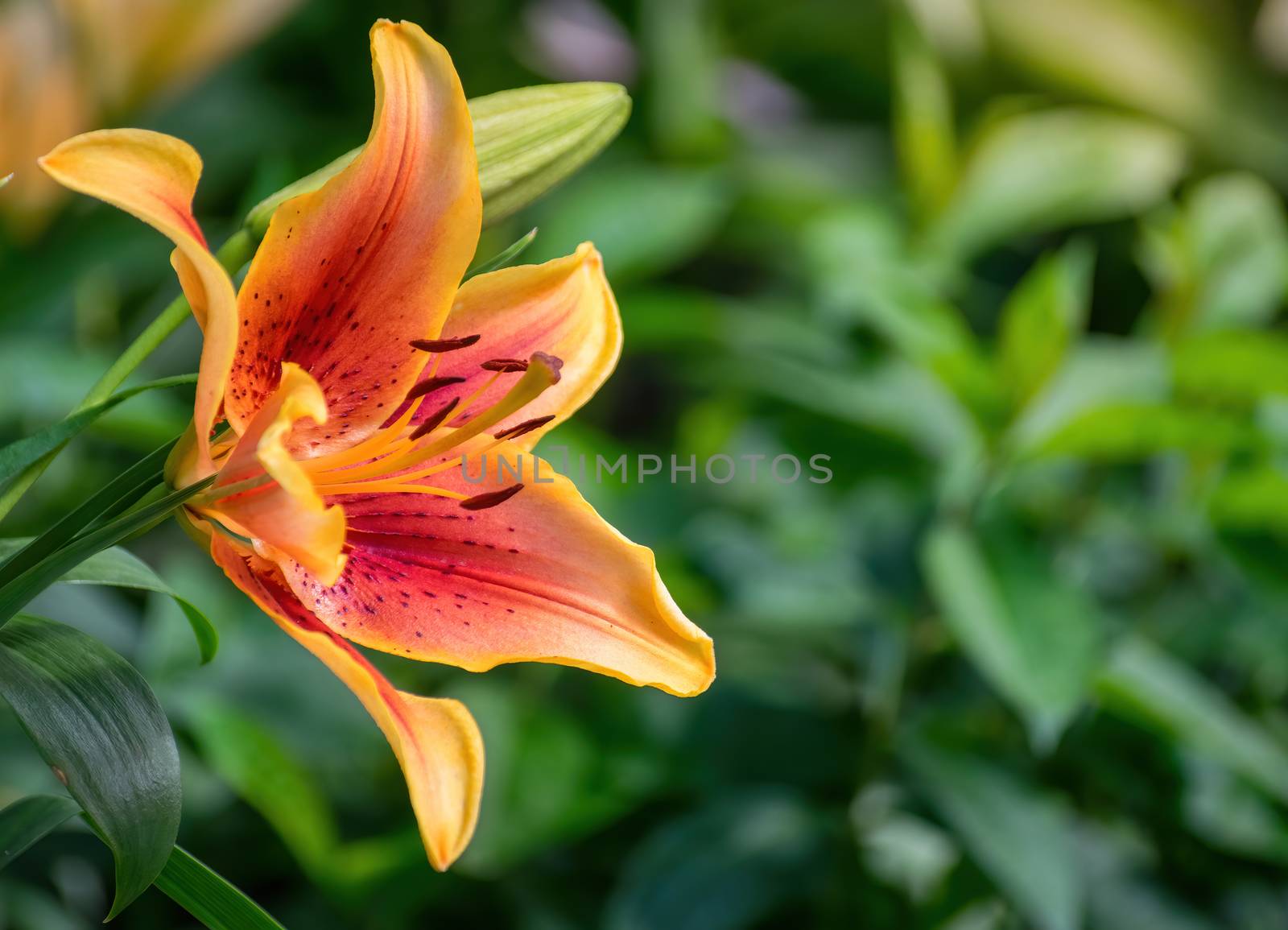 Flower of yellow lily in the garden on a blurred background.