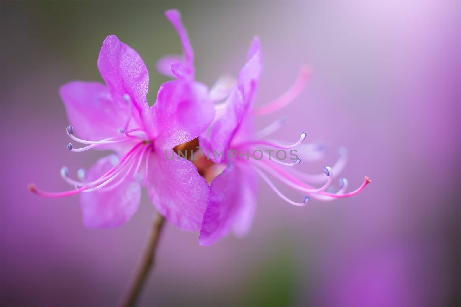 Spring flowering pink almond closeup.