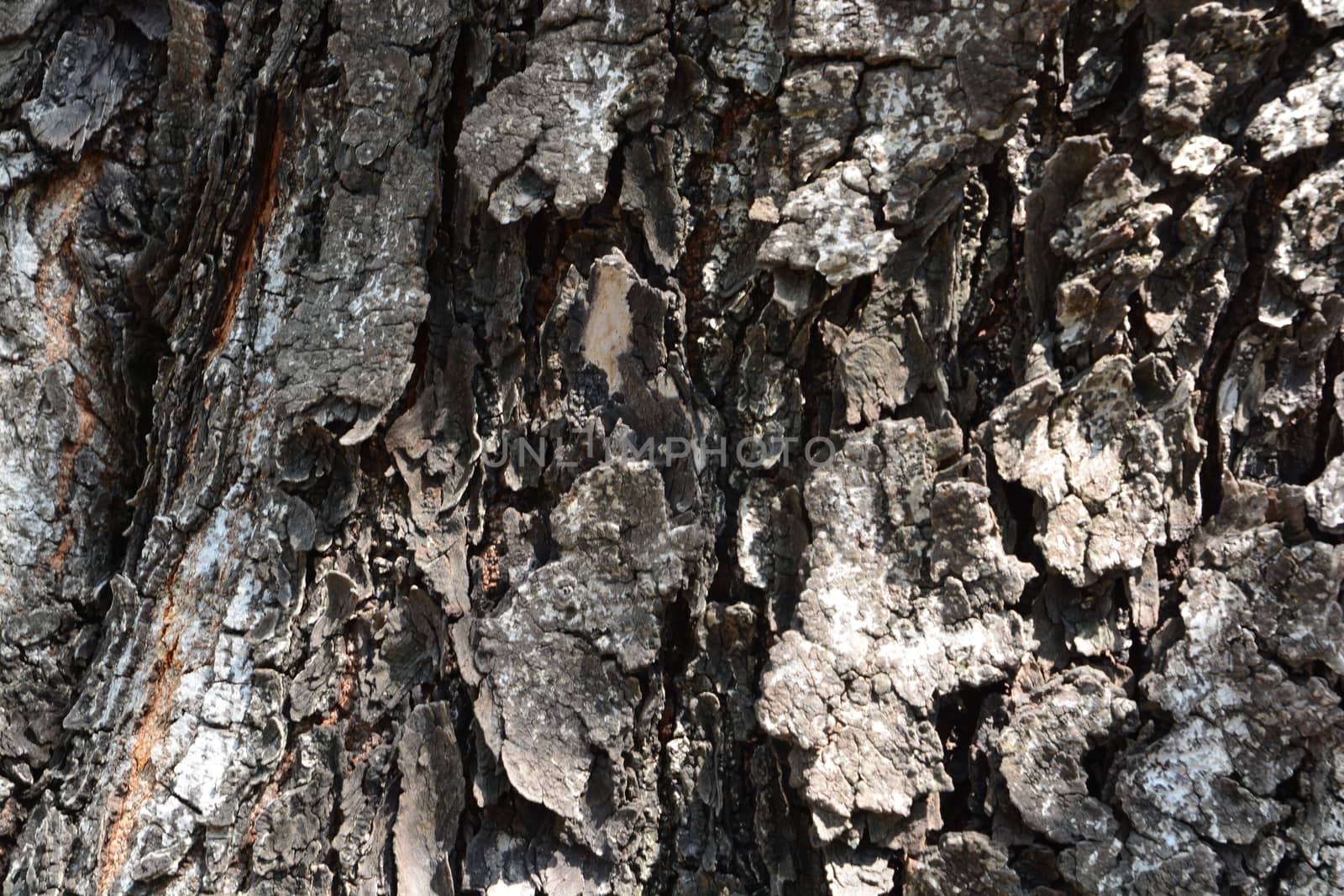 the tree side view of old wood texture in forest. Can be used as background