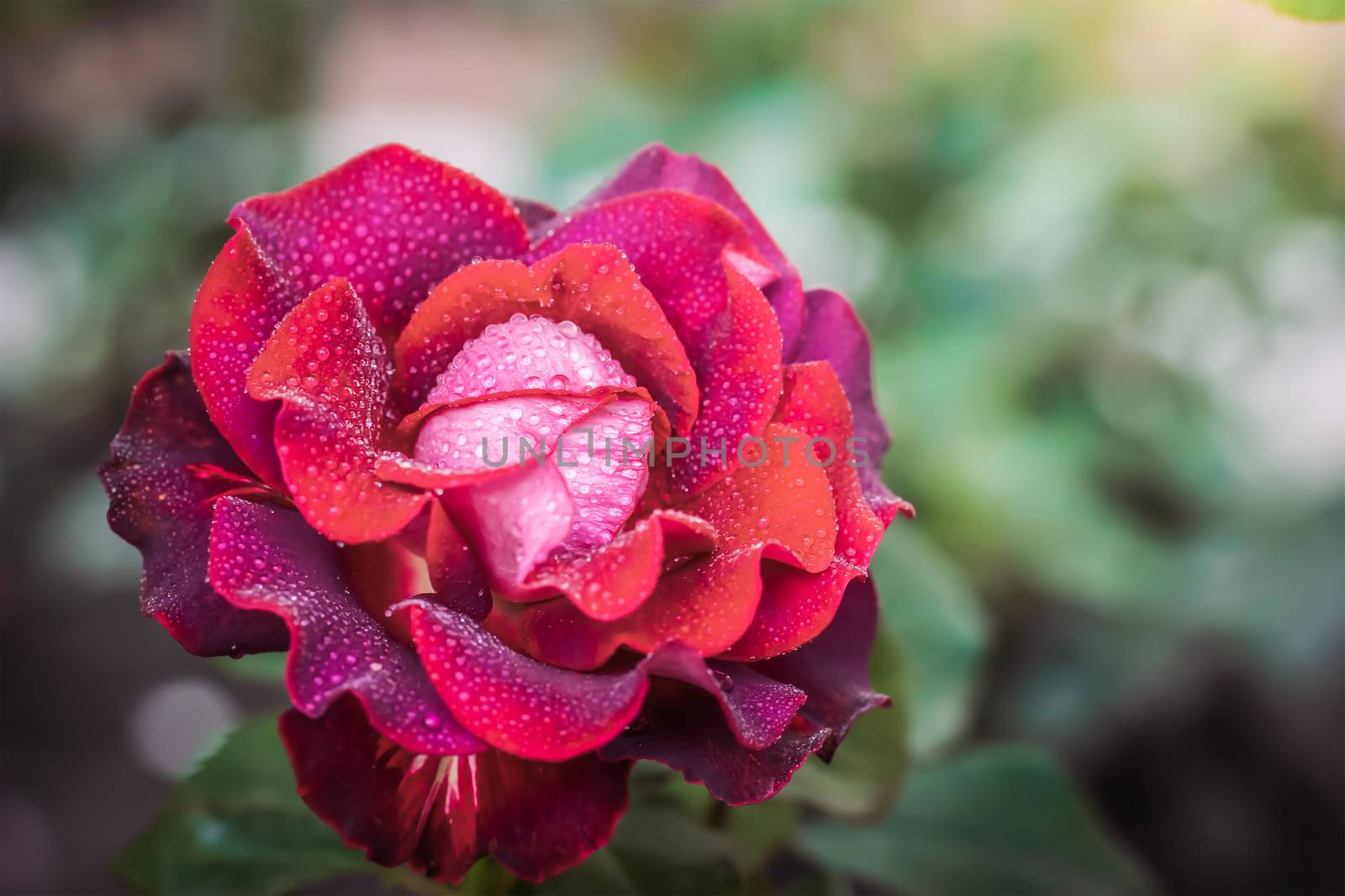 Rose flower close up on a green blurred background.