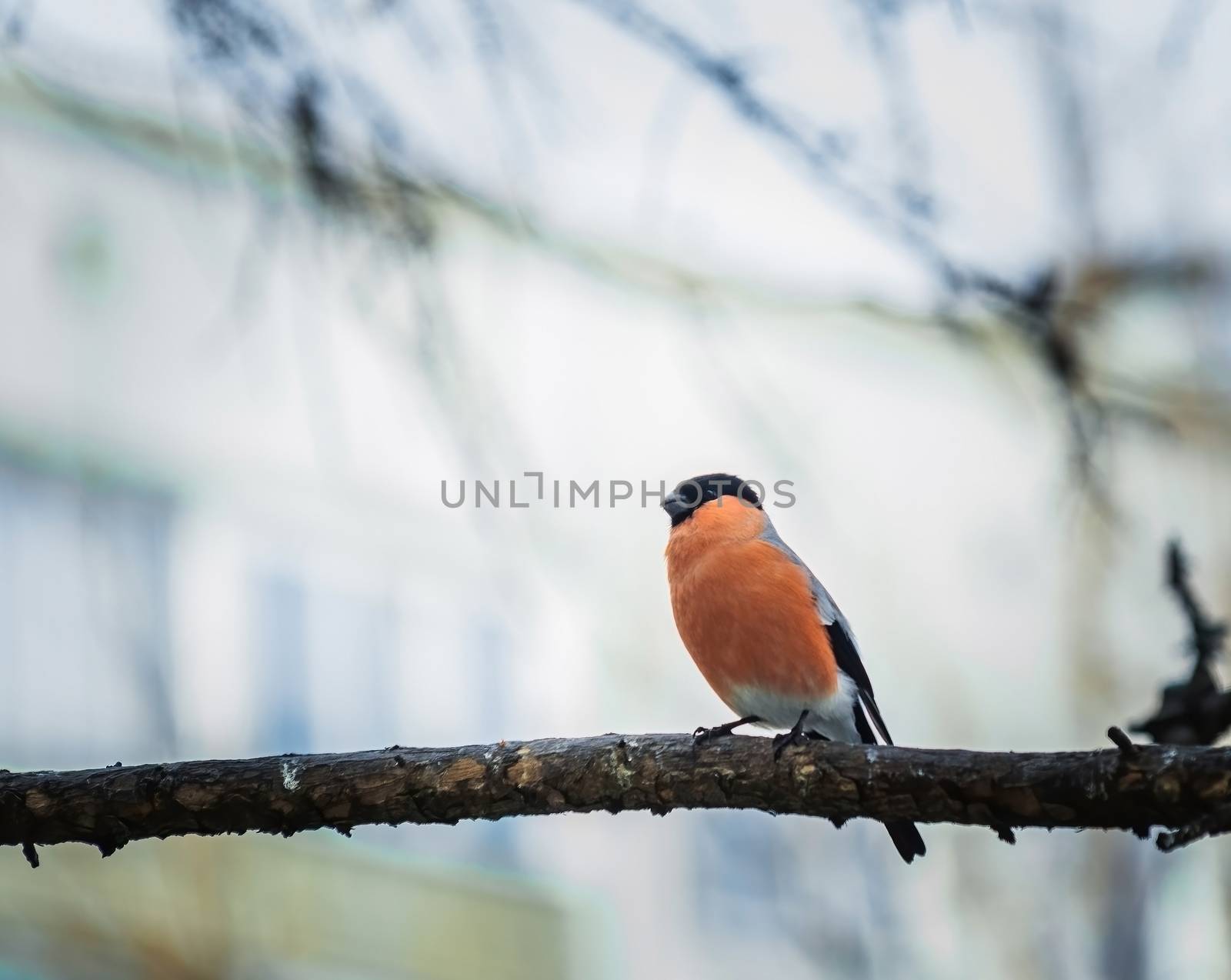 reddish chest bullfinch on a winter day sitting on a tree branch.