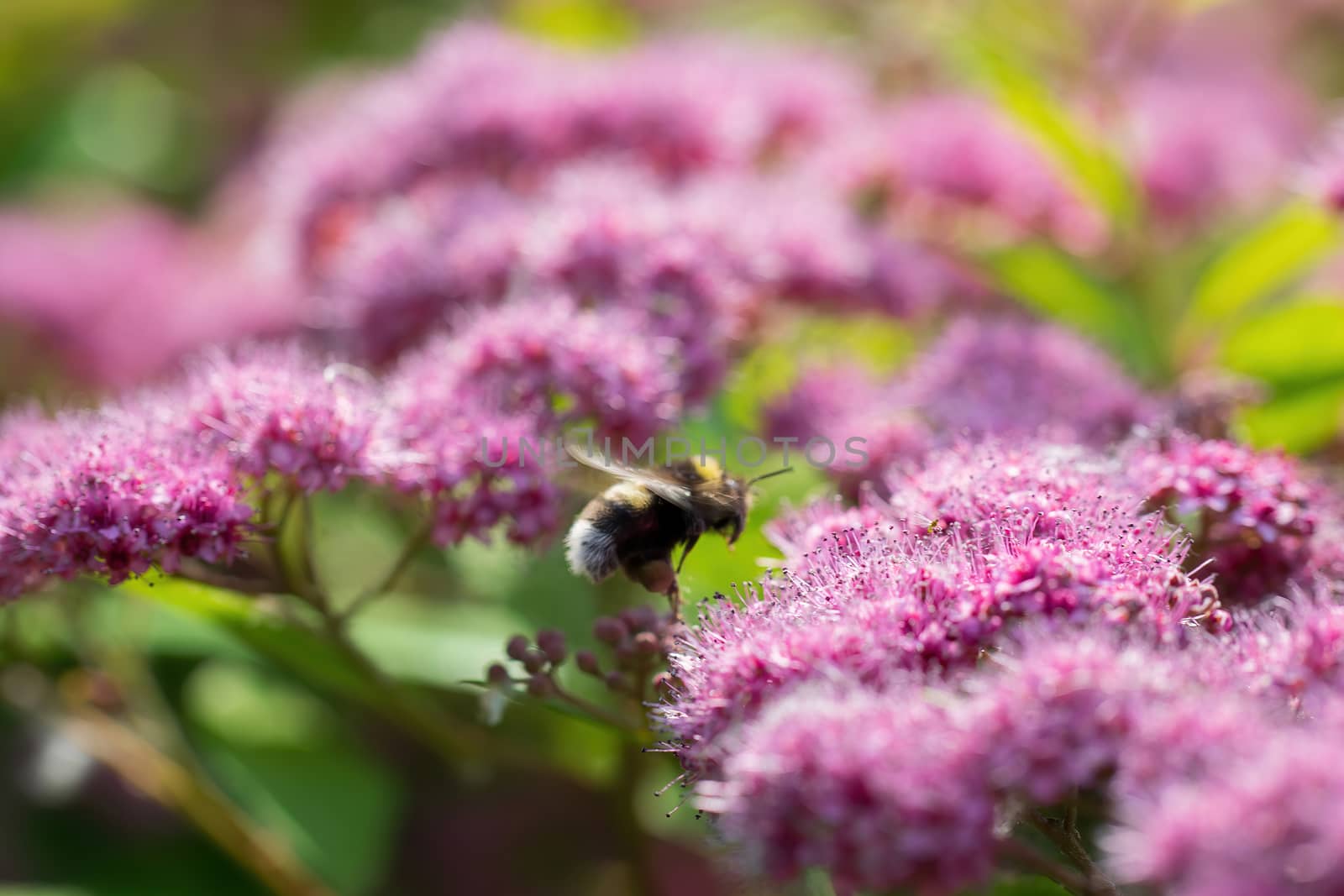 Bumblebee collects flower nectar of pink spirea flower on a summer sunny day.