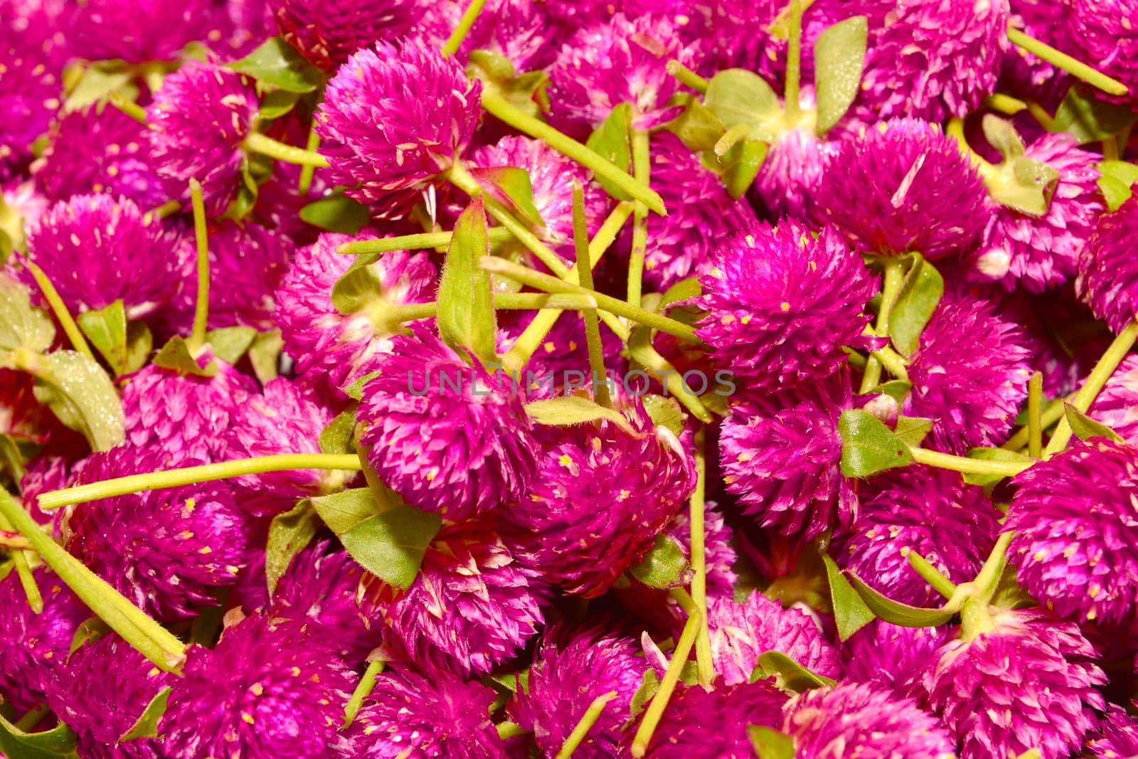 fresh globe amaranth flower texture background
* * note deep of field deep 