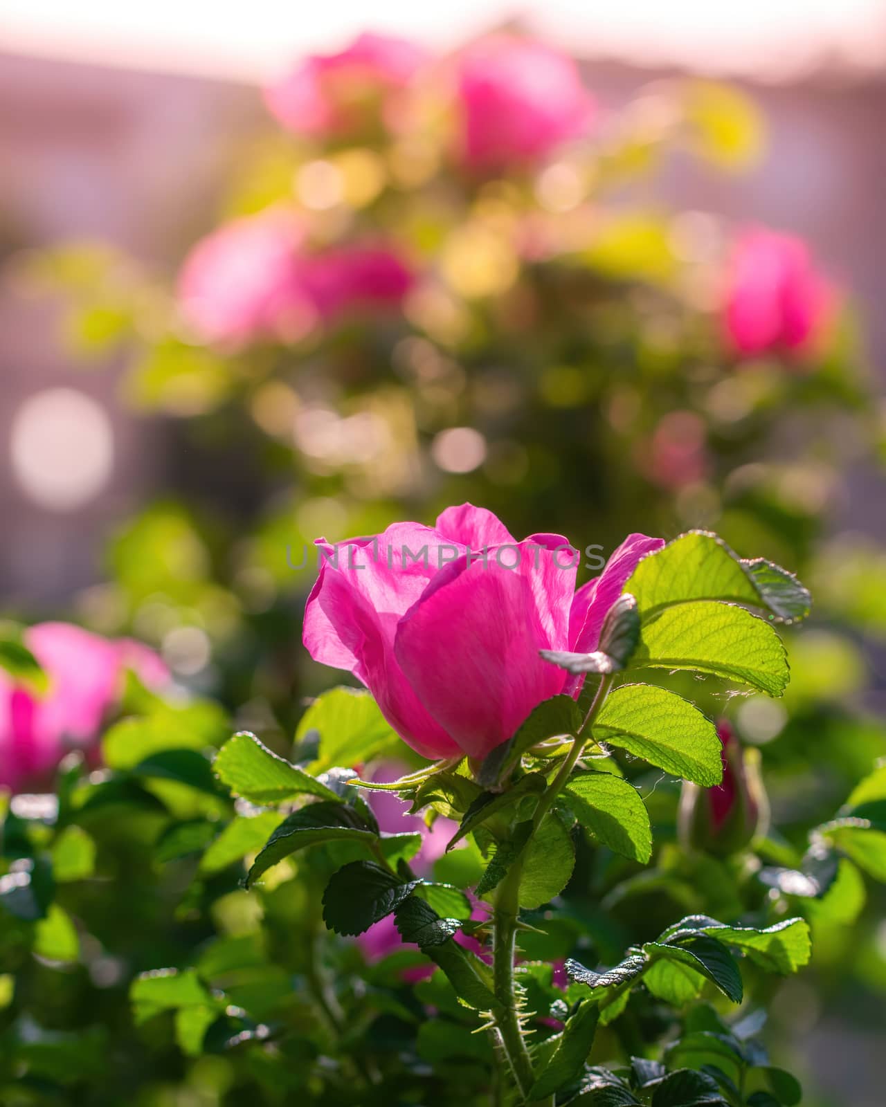 Blooming pink wild rose spring day close-up on a blurred background.