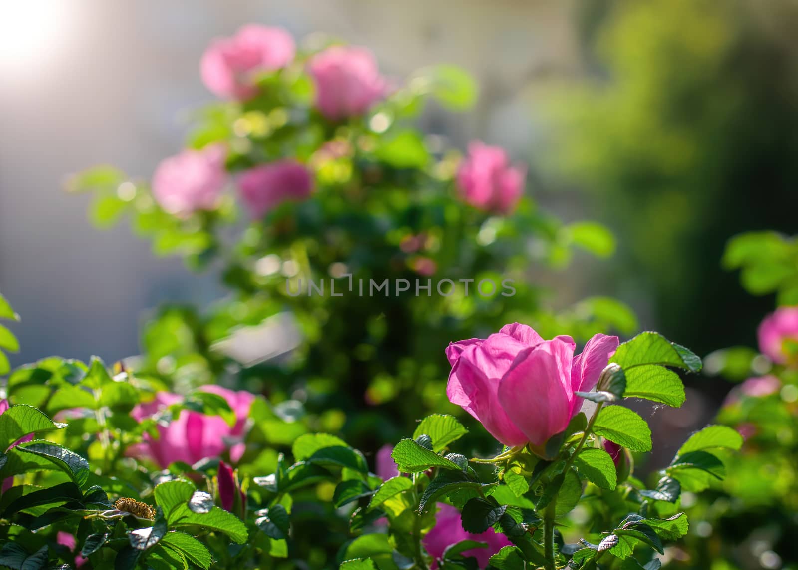Blooming pink wild rose spring day close-up on a blurred background.