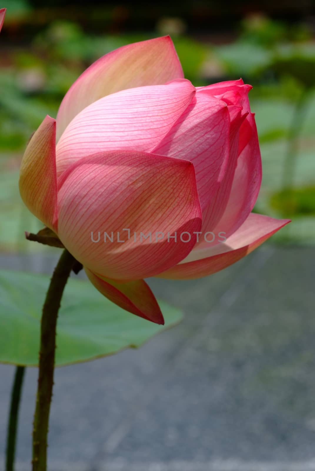 Lotus flower, rare flower. Ancient flower. Symbol of purity. Symbol of Buddhism, Nelumbo, Lotus orehonosny, Species listed in the Red book, Nelumbo nucifera, a Plant in of Asia and Orient