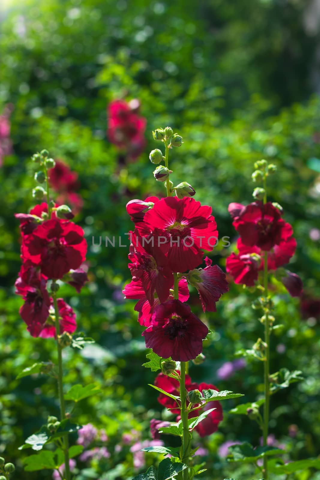 Bright crimson malva flowers with green leaves close up on a blur background.