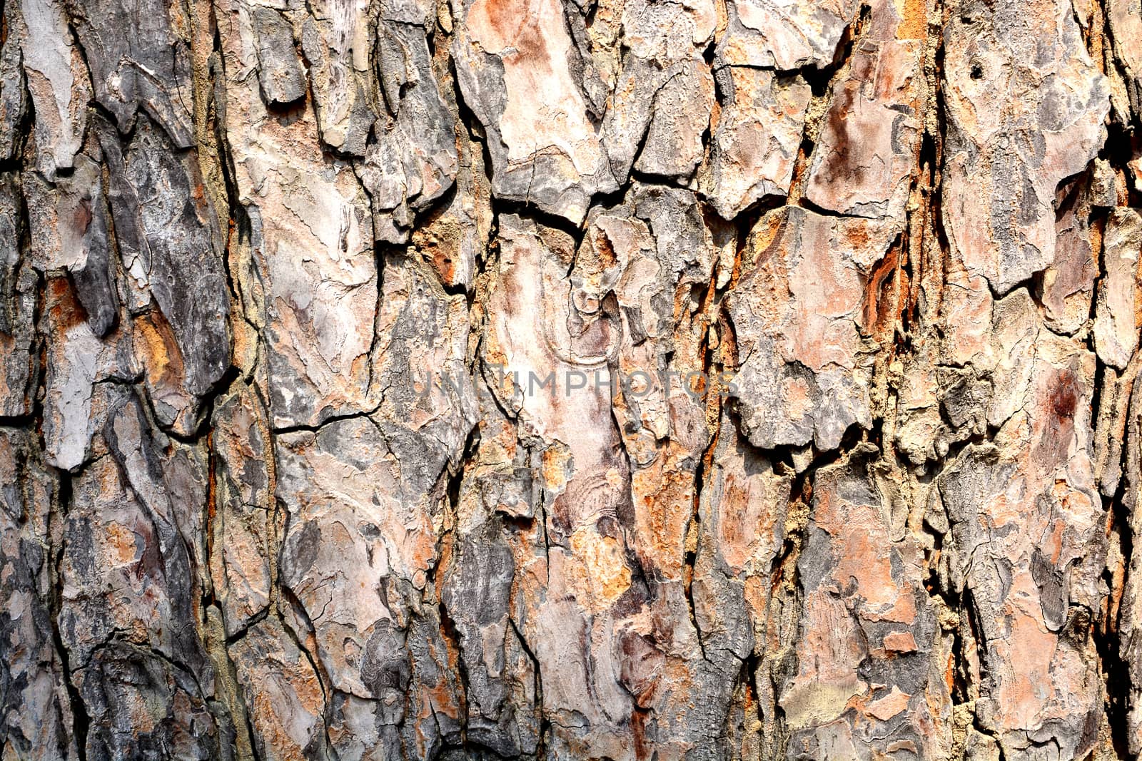 the tree side view of old wood texture in forest. Can be used as background