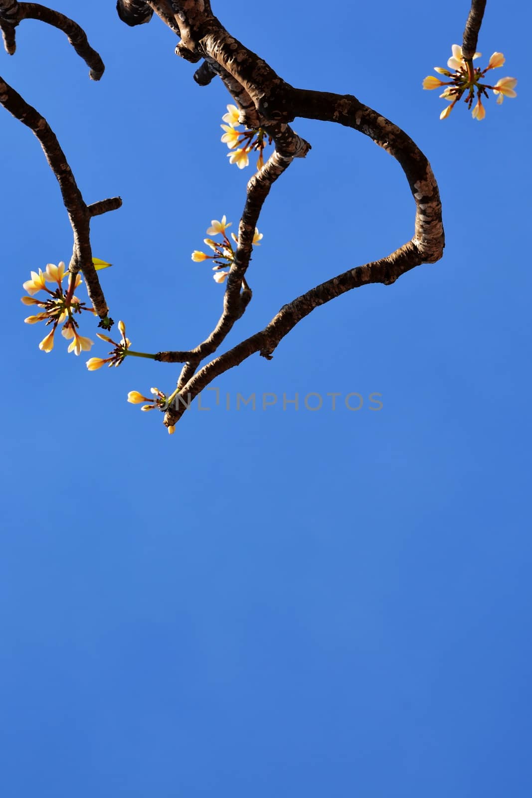 Beautiful Plumeria Flowers  with in blue sky