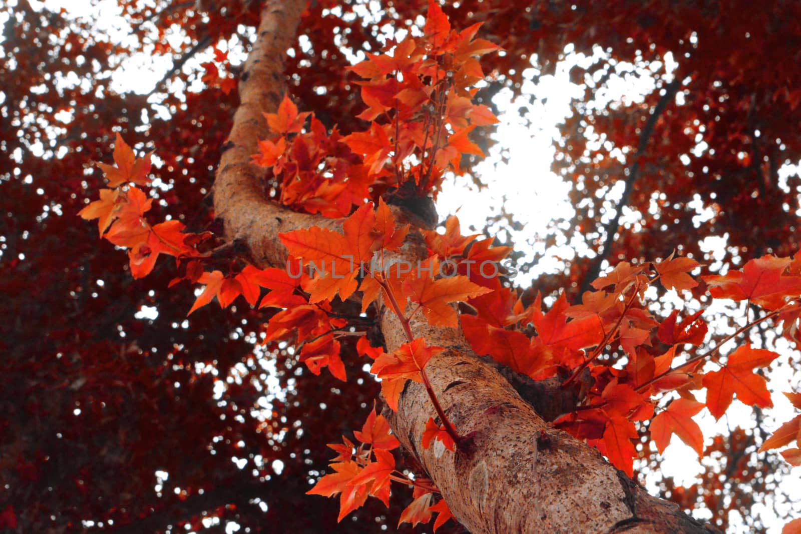 maple leaf red by ideation90