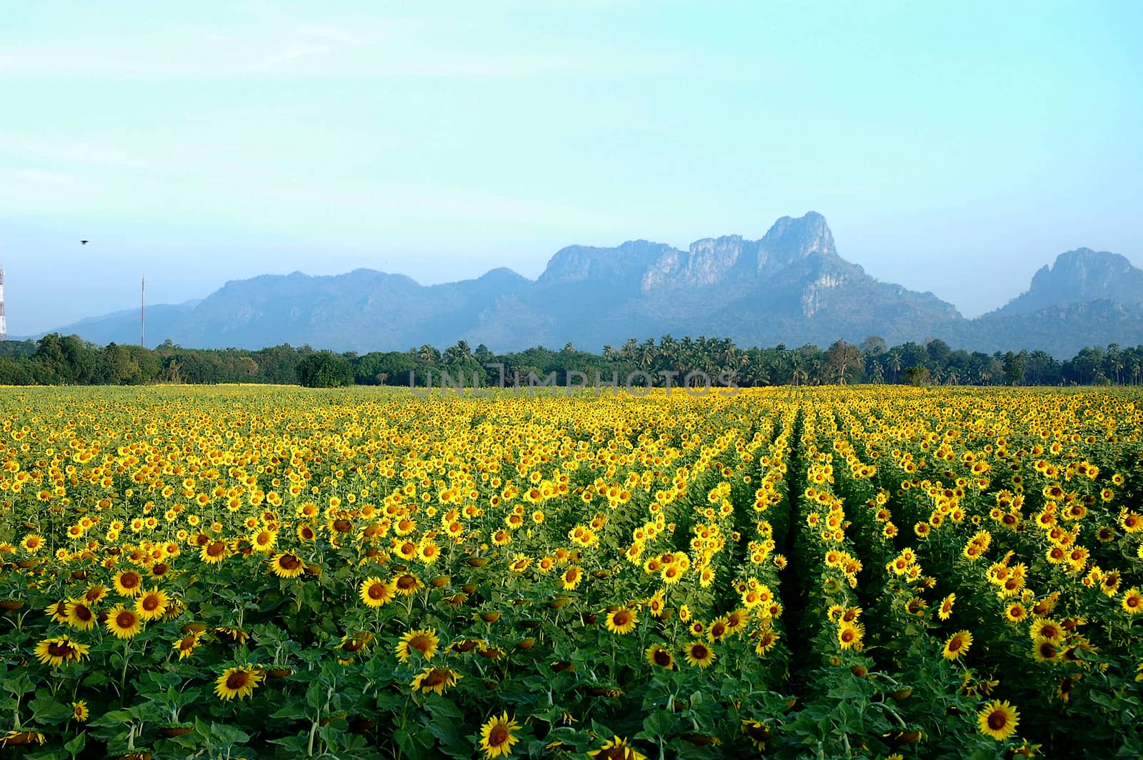 field of blooming sunflowers 
** note  select focus with shallow depth of field:ideal use for background. 
