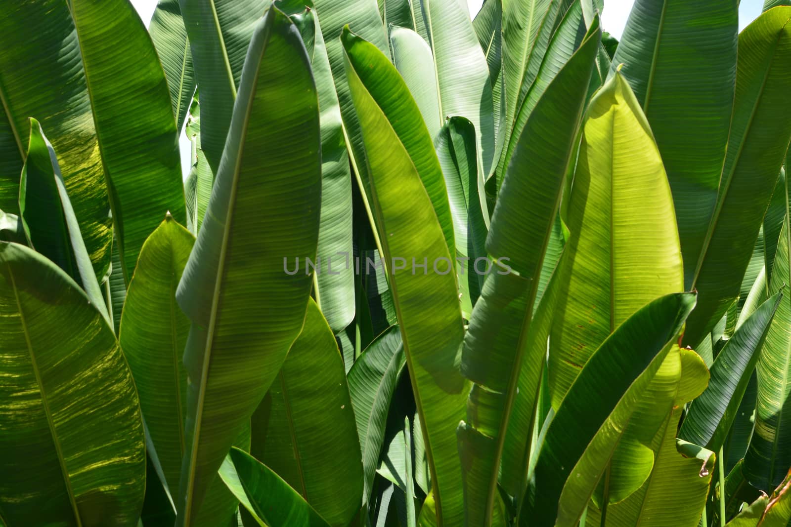 Green Banana leaf in nature, Banana leaf