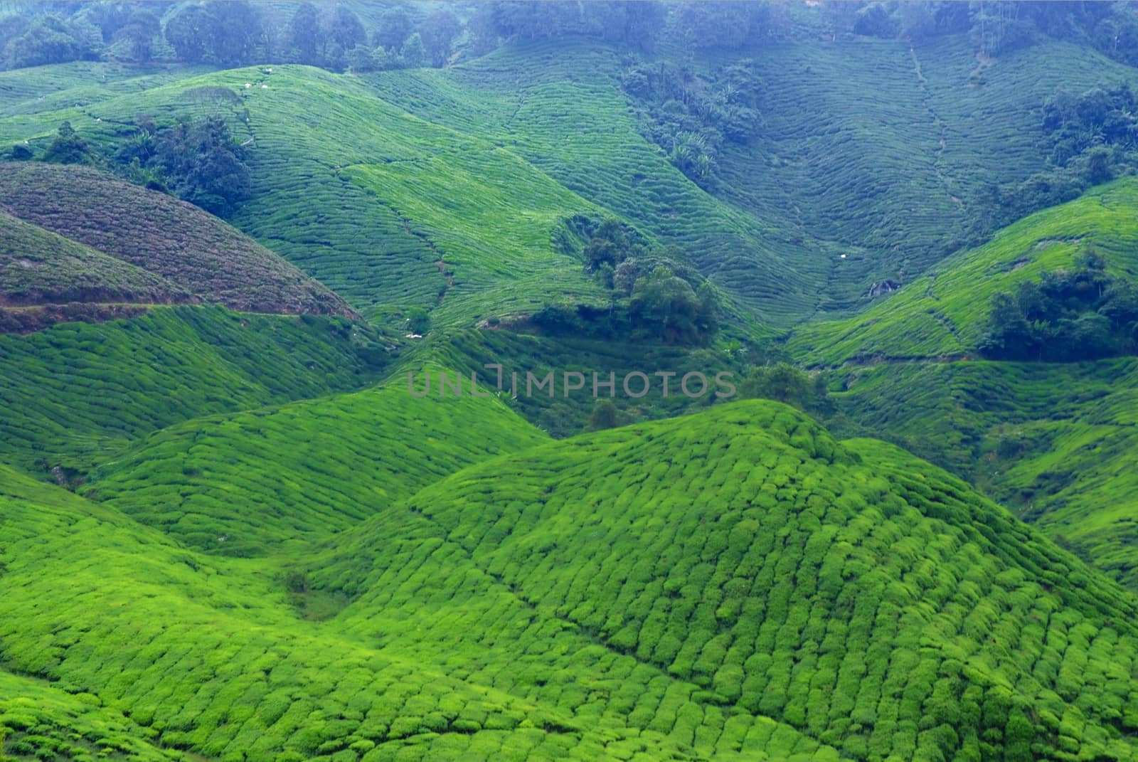 tea plantations ** note  select focus with shallow depth of field:ideal use for background. 