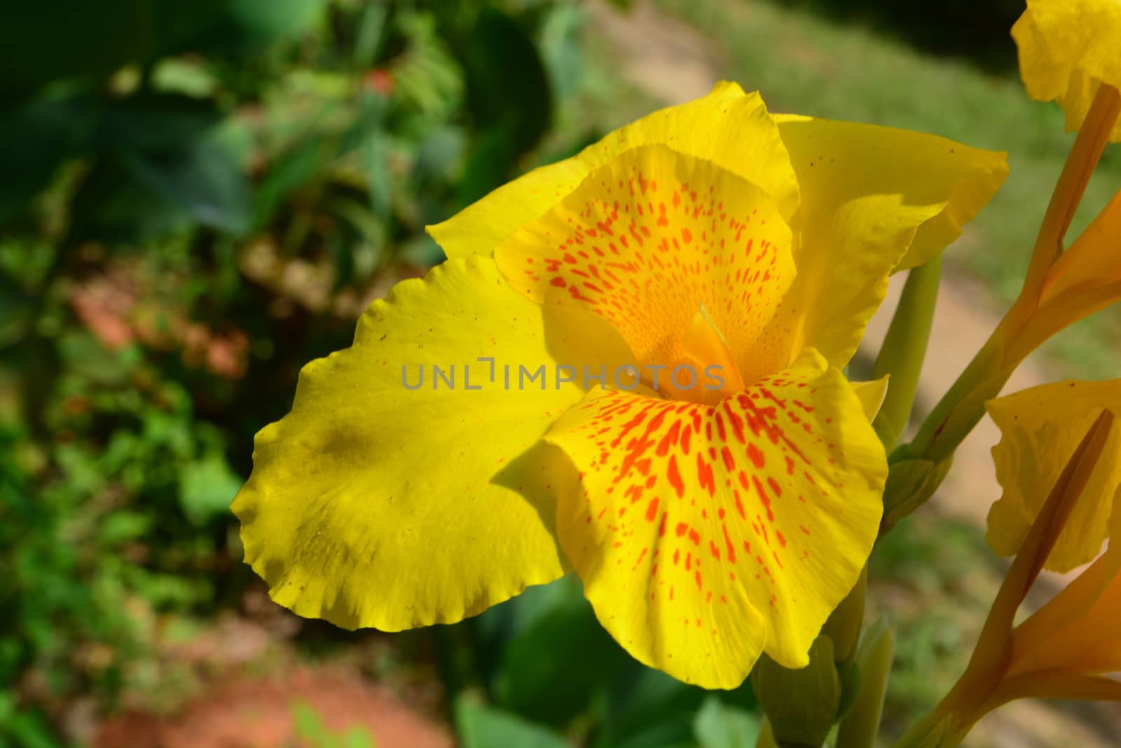 Big beautiful yellow canna , which has a green background