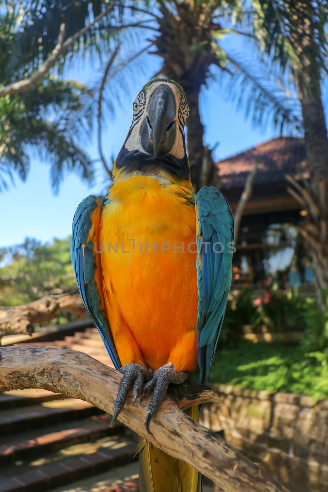 Beautiful colorful Ara Ararauna sitting on dry branch at Bali bird park zoo. Blue-and-yellow macaw or Blue-and-gold macaw with green flower in its beak. One of the most famous parrots of the world.