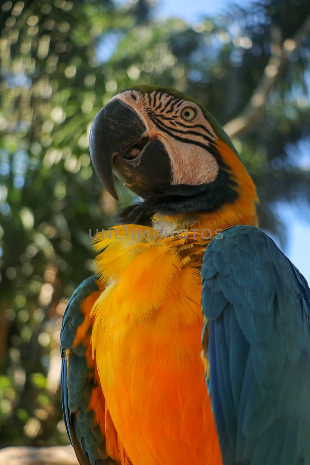 Close up portrait of blue and yellow macaw at Bali Bird Park ZOO. Blue-yellow macaw parrot portrait. Macro portrait of a beautiful Ara Ararauna. Exotic travel concept background Blue-and-Gold Macaw.