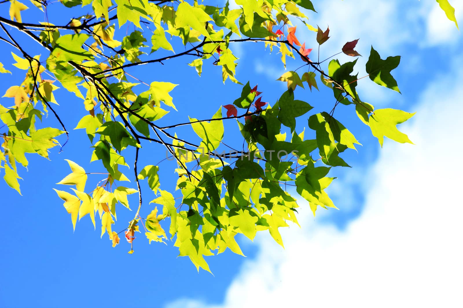Maple leaves and sky at daytime