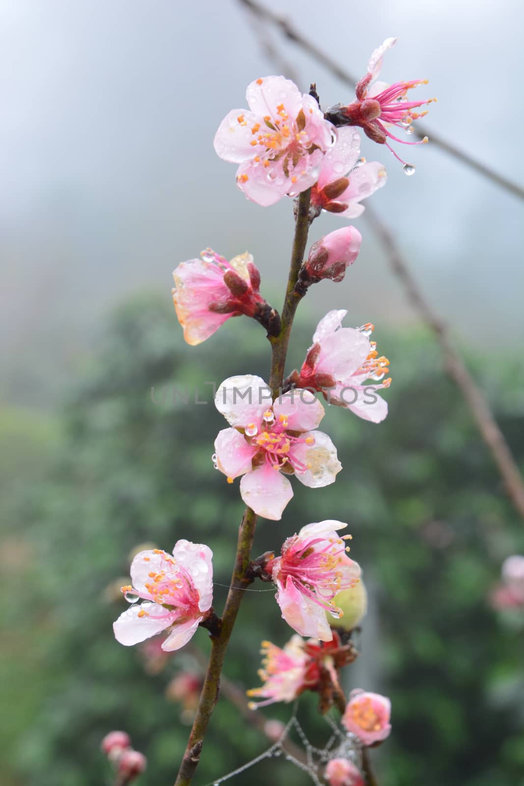 Peach blossom