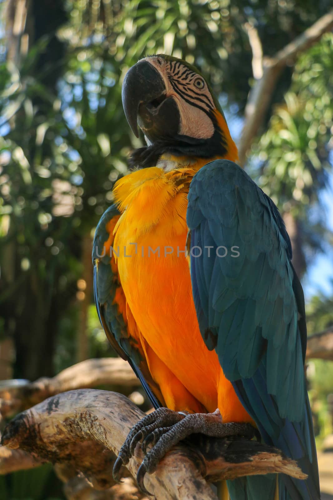 Beautiful colorful Ara Ararauna sitting on dry branch at Bali bird park zoo. Blue-and-yellow macaw or Blue-and-gold macaw with green flower in its beak. One of the most famous parrots of the world.